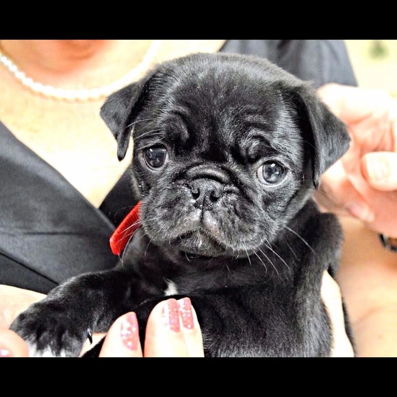 Meet your Posher, Wilma - Picture 5 of 8